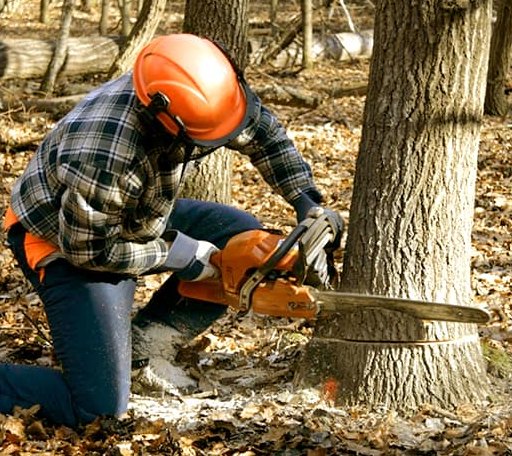 Tree Removal in Hannacroix, NY